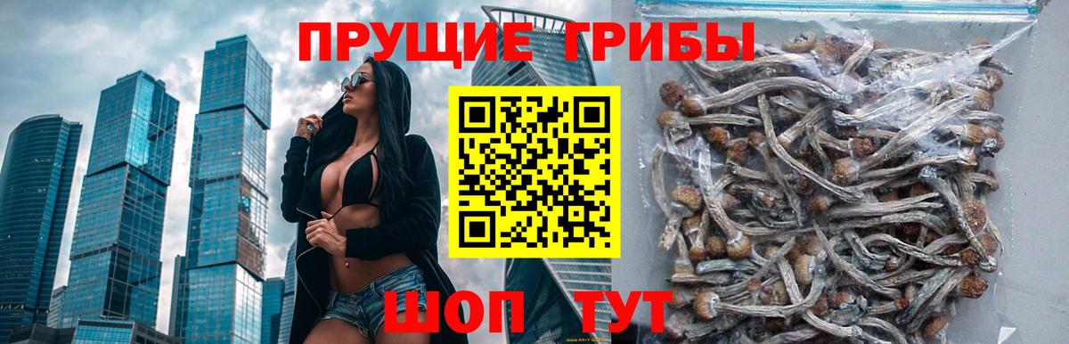 сколько стоит  Псилоцибиновые грибы MAGIC MUSHROOMS  Вход с VPN  Камышин 